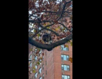 Hawk eats mid day snack at street