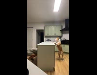 Dog chasing hooman around kitchen counter 