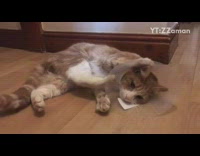 Orange cat tries to remove plastic cone 