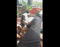 Pet cat startled the asleep pet dog on the chair