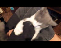 Grey kitten bites on black sweater sleeve 