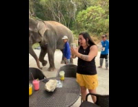 Elephant blows its trunk behind the woman