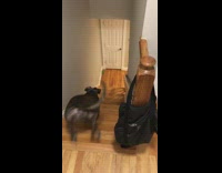 Large brindle dog fetch green ball stairs