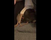 Submitter play time with four rats pet