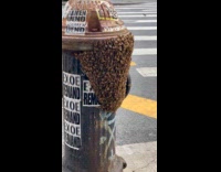 Swarm of bees on fire hydrant street