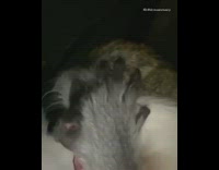 Brown grey white monkey chimp yawns 