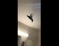 Pigeon bird flies around public mens restroom 