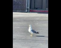 Seagull poops in parking lot 