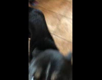 Dog heavy breathe gets excited around filmer