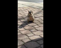 Collab PubityPets - Wild squirrel given a food and eats on the sidewalk
