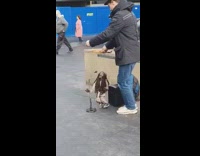 BitchMP - Bob marley performing puppet sing