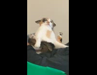 Collab Clips mpugc - Man says cat looks like mort