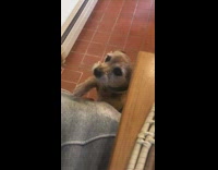 Small dog ask for scratches behind ear