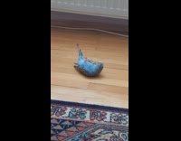 Bird lay floor play with silver ring
