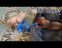 2 puppies play with rope 