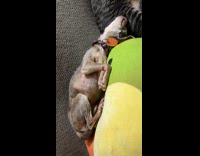 Dog fell asleep in a strange position 