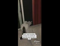 Cat meows out window almost gets attacked 