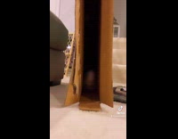 Grey bunny in cardboard box scoots backwards 