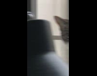 Collab BitchMP - Cat walks by camera after girl records neighbors balcony cat 