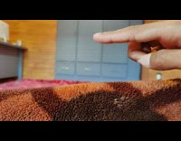 Hair of the cat on the blanket follows finger tips of filmer