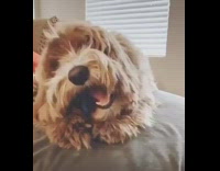 Girl tells brown dog its adopted 