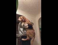 Guy holding big brown dog and rocking it back and forth as it wags tail