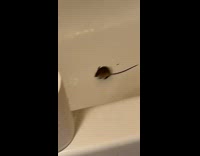 Girl cusses at mouse in tub 