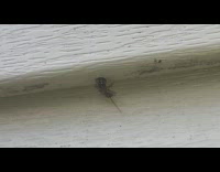 Insect stuck in hole side of house