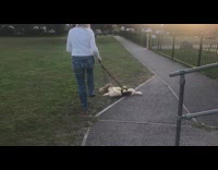 Woman walk ferrets on leash park grass