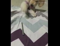 Golden retriever puppy gets grey pen bed 