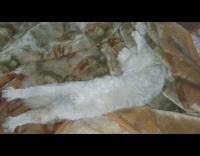 Girl touch belly cat funny sleeping position