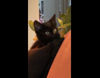 Collab PLC - Black cat eyes opens wide while playing on the couch