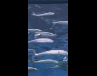 Collab BitchMP - Fish swimming against all the others in aquarium