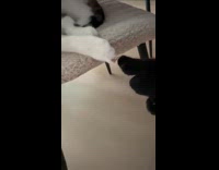 Cats touching nails on chairs