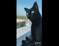 Collab BitchMP - Black cat scared eyes wide yelling