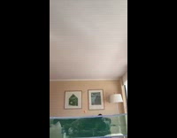 Grey cat orange ping pong ball table 