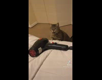 Cat hits black hair dryer on bed 