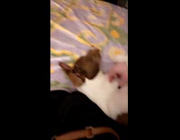 Dog holds owner hand ask for scratches