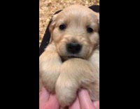 Puppies lie down on thighs of people