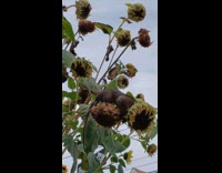 Rat eating sunflowers on street