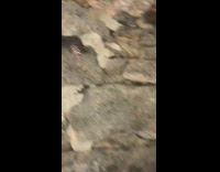 Collab DailyDoseOfInternet - Guy tickle bilch mouse climb on wall