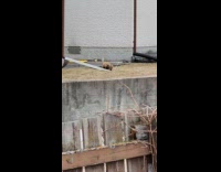 Young foxes run play around the backyard