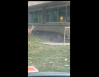 Racoon attacks and chase a deer