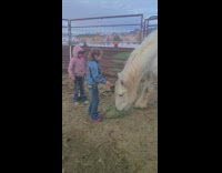 White horse lifts little girl on head