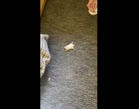 Collab Clips mpugc - Guy drops hamster on floor and then it wakes up and moves