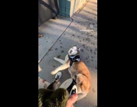Dog doesnt want to walk unless theres treat