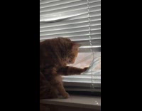 Orange cat peeping through window blinds 