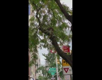 Brown hawk eats pigeon bird tree branch 