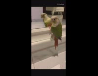 Green bird confused dance reflection on mirror