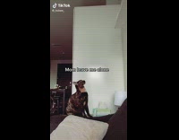 Cat meows before jumping onto shelf 